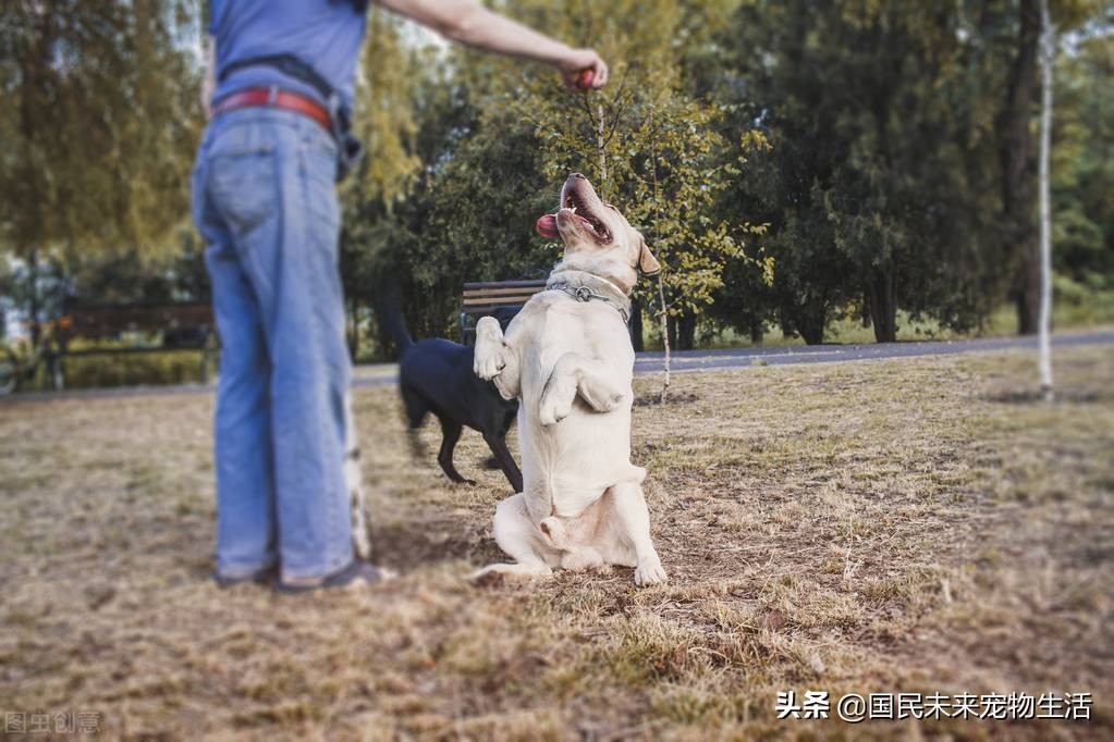 狗狗突然拉稀怎么办,狗狗突然呕吐拉稀全身发抖