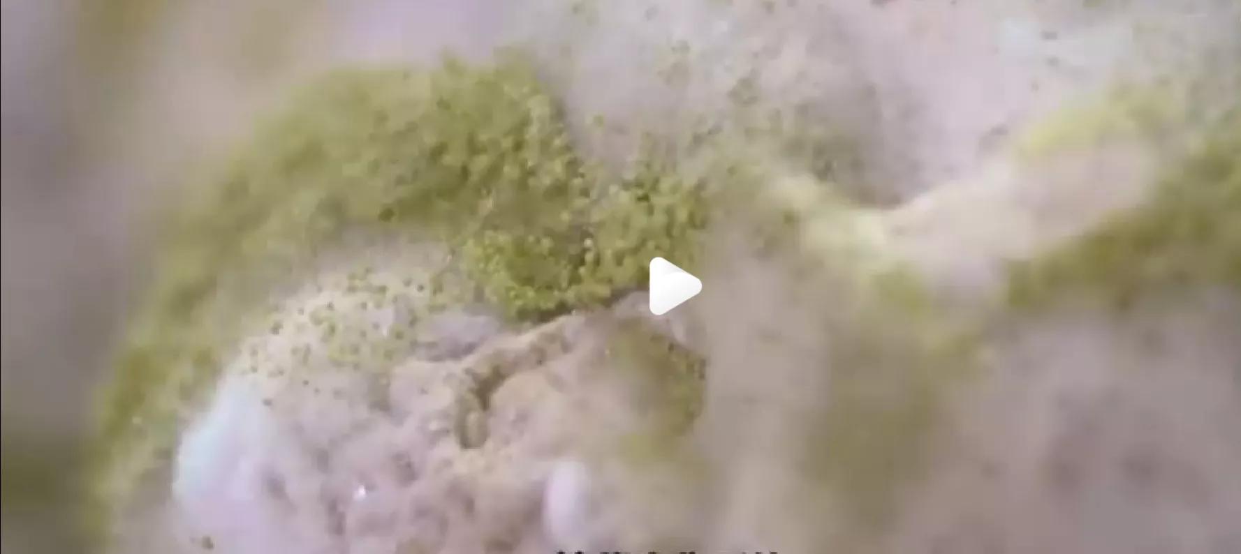 核桃引发的血案结局,核桃文玩奇葩事