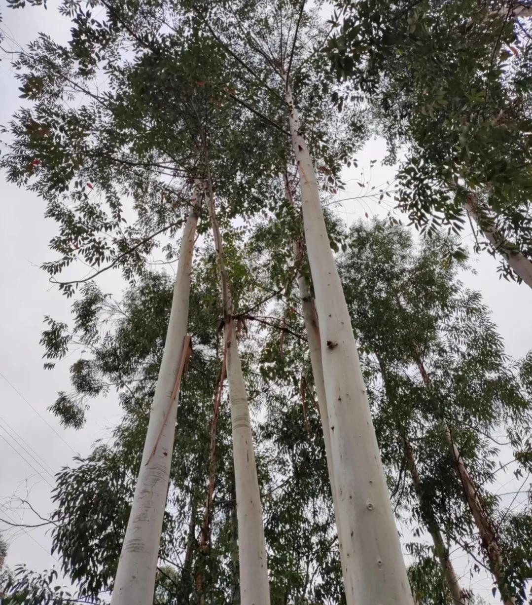 桉树种植哪一种好,中国未来10年种植桉树前景如何