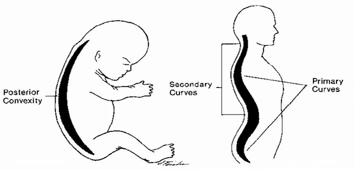 儿童应该睡枕头还是不睡枕头,从小睡枕头与从不睡枕头的娃