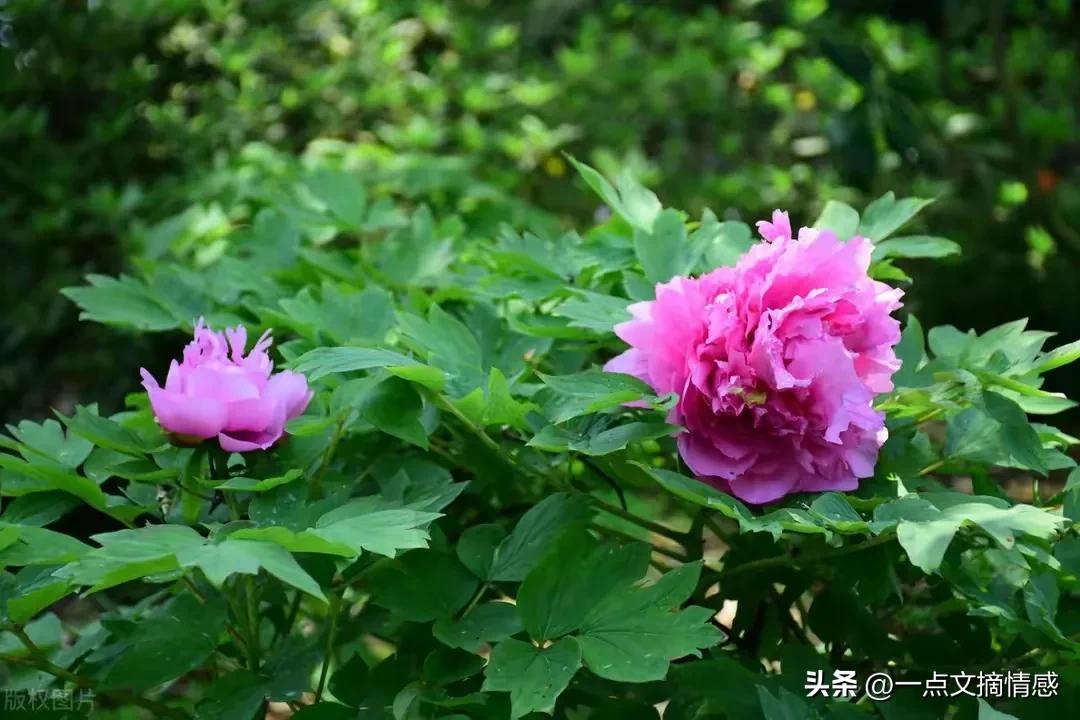 我离婚了！他的爱在游离，我背叛了所有人