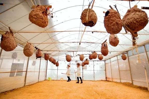 150元一斤，被叫做“天上人参”，被蛰很危险，却很好吃