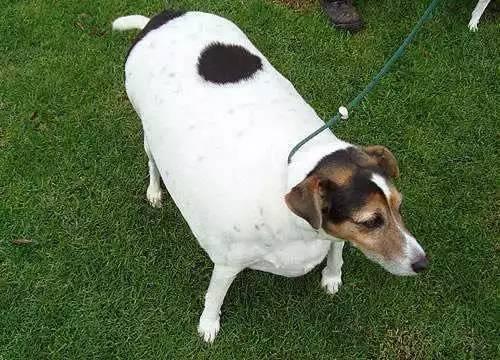 狗狗太胖了突然站不起来,狗狗太胖一天吃一顿可以吗