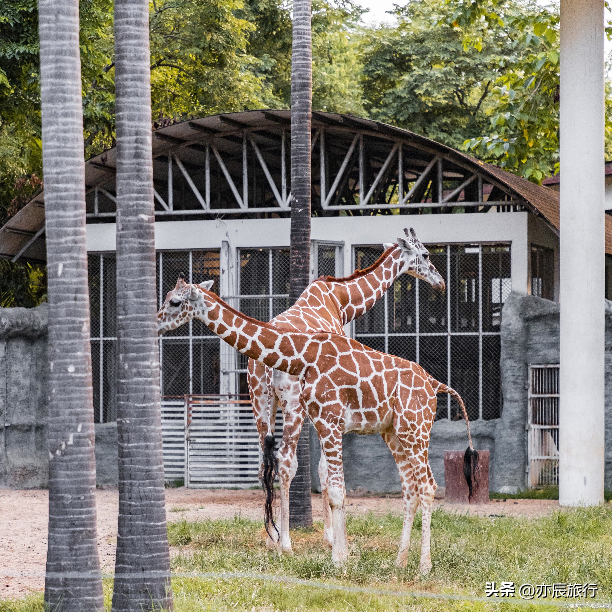 上海野生动物园收费标准一览表,上海野生动物园的旅游路线示意图