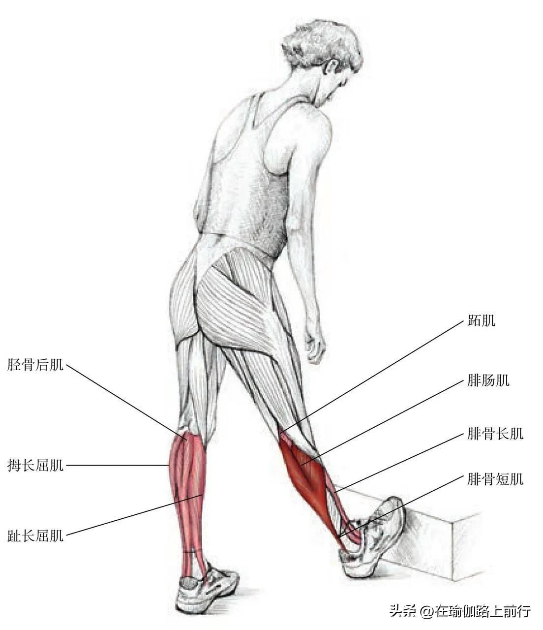 拉伸小腿肌肉真的能瘦小腿吗,拉伸小腿肌肉有灼热刺痛感