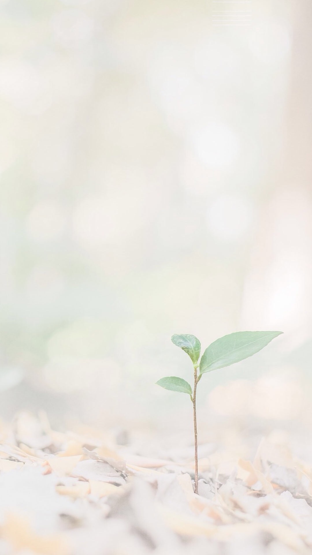 浅色壁纸高清图片花,超仙闺蜜壁纸动漫紫色和粉色