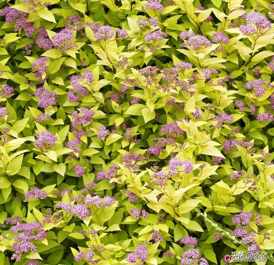 四季常青又耐寒又耐热的小灌木,什么灌木好看耐养又耐寒耐晒