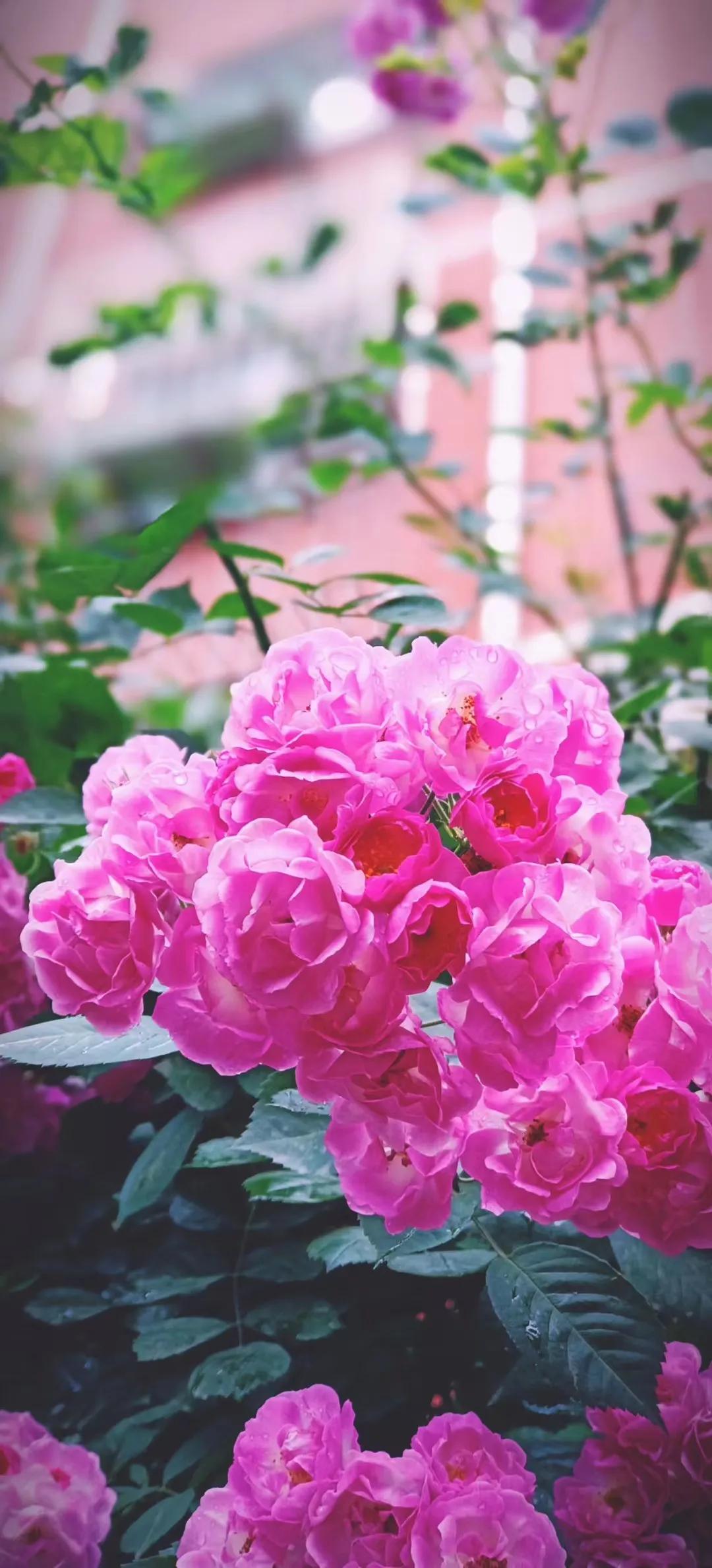 平销返利与委托代销的区别,平销返利和还本销售的区别