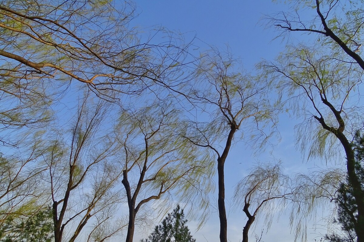 风吹杨柳万千条打一动物,风吹杨柳万千条解析