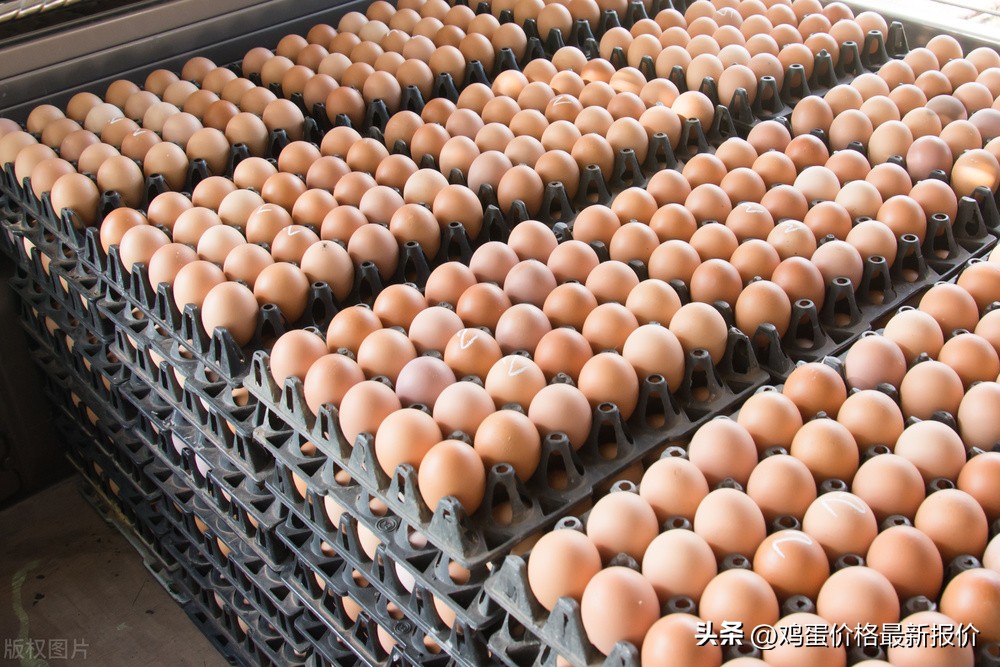 2022年4月19日鸡蛋价格行情,2022年河北馆陶市场今日鸡蛋价格