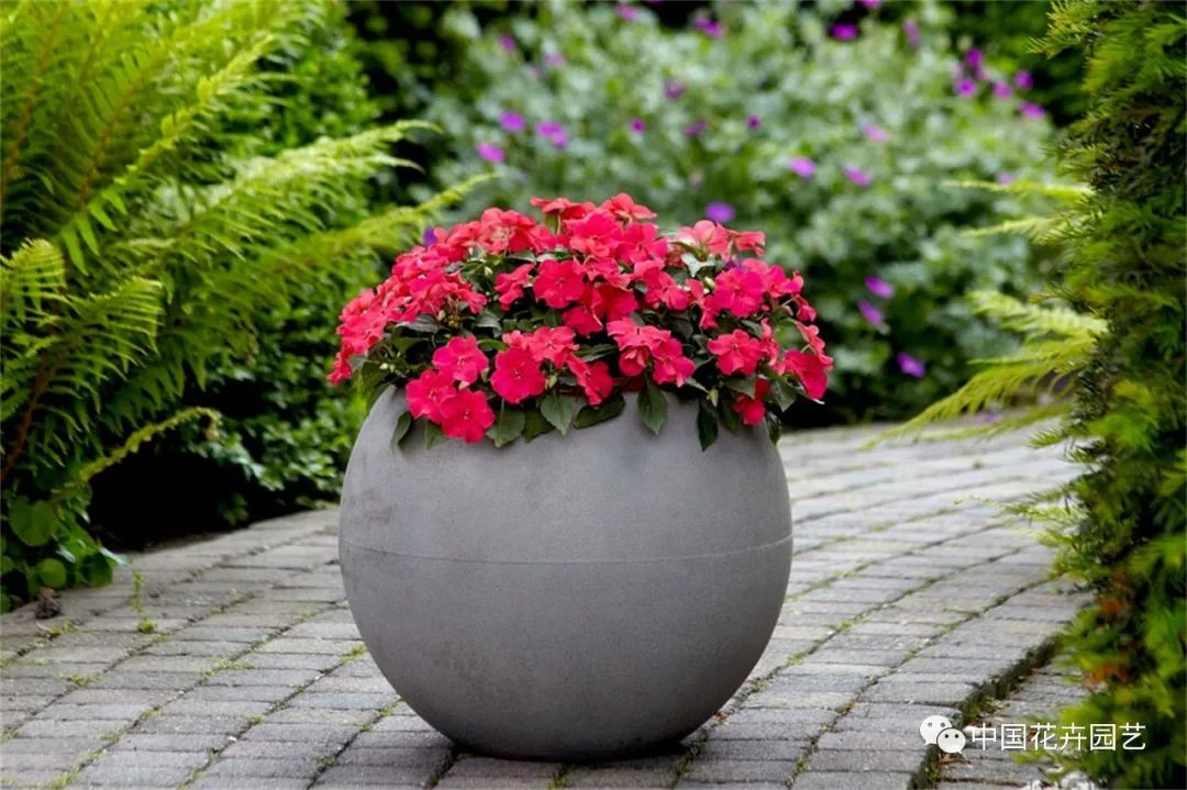 鑺卞崏鍝佺灞曠ず,鏂颁紭鑺卞崏鍝佺灞曠ず