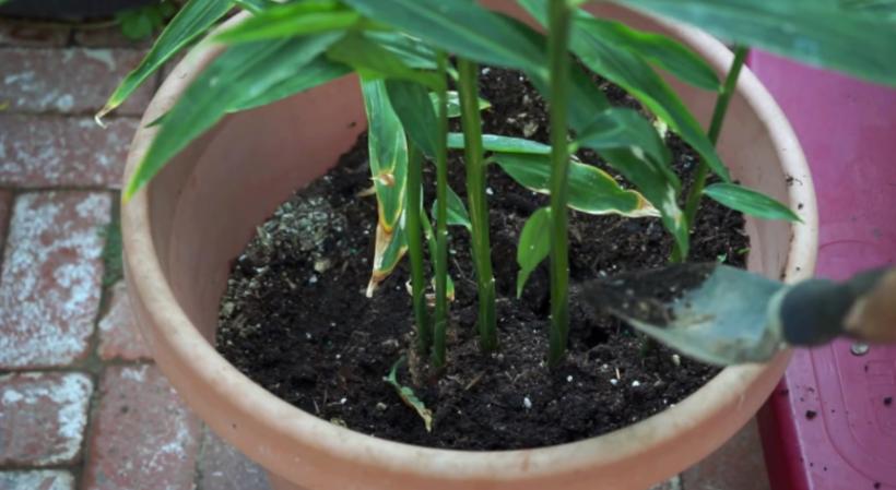 姜种植三大忌,专家讲解姜的种植方法