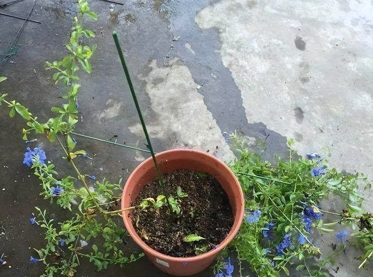 女朋友教你怎么把一根“草”,养成一株“雪女权杖”,美得窒息