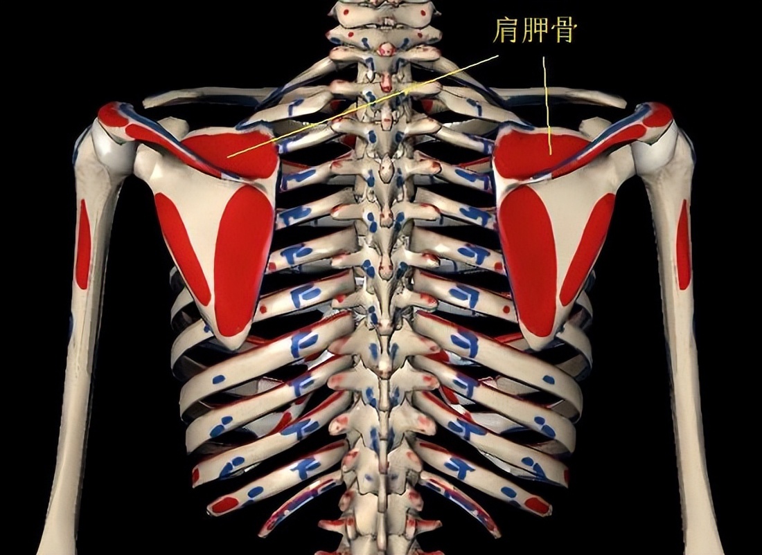 肩袖损伤保守治疗康复训练图解,肩袖损伤保守治疗后如何康复训练