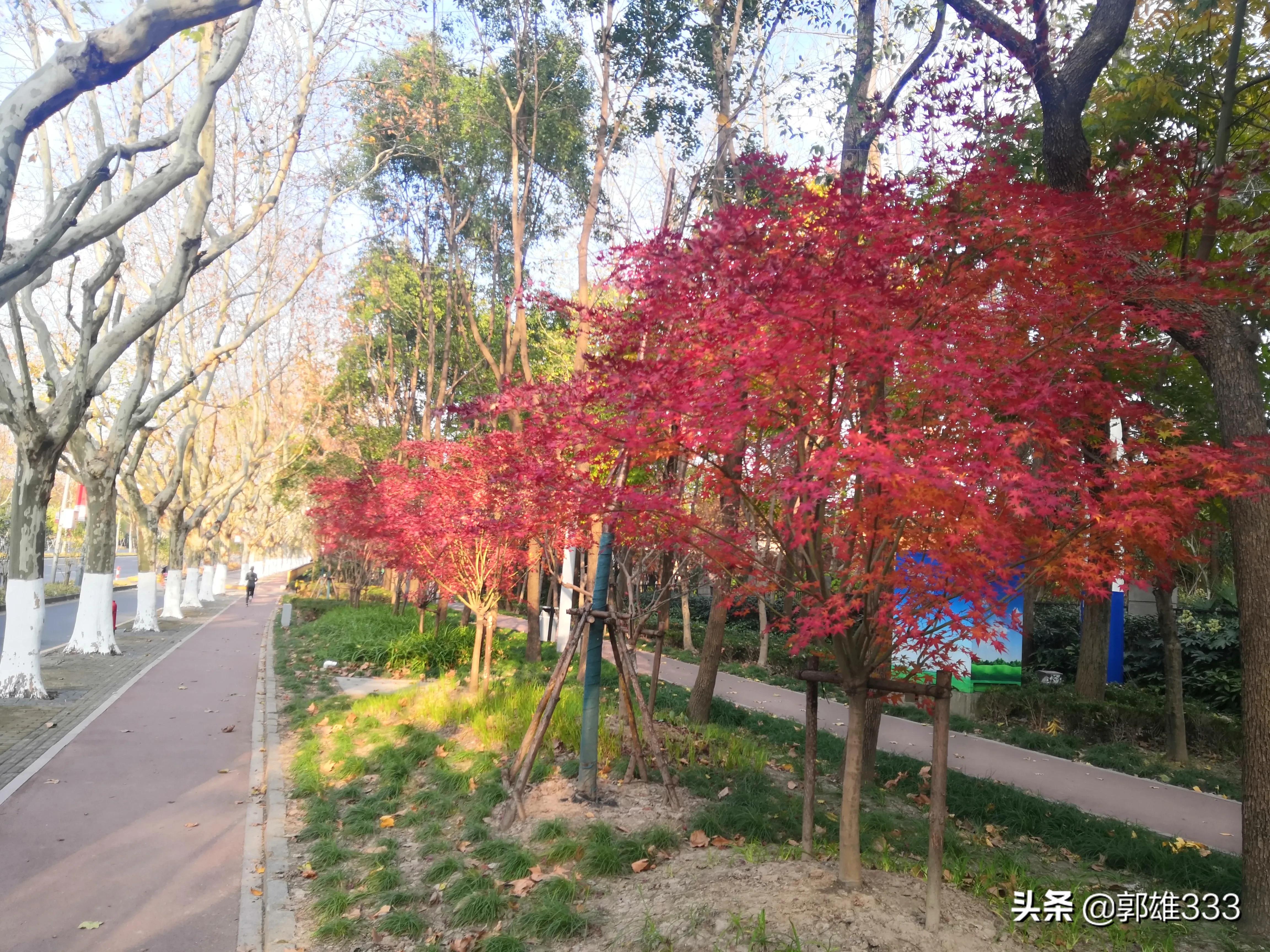 能否让行道树与路名相匹配？