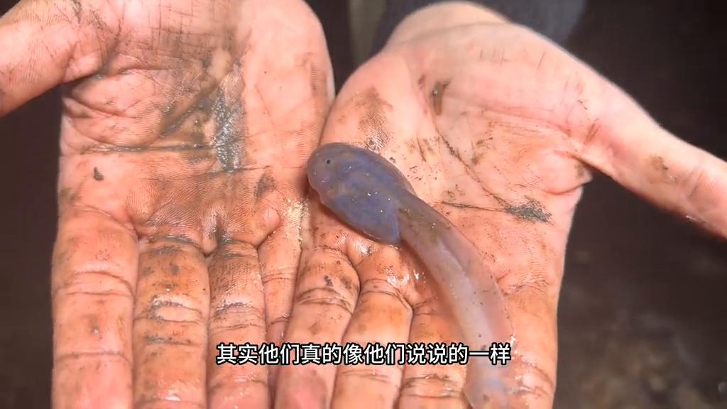 娃娃鱼后续把洞内原生的这种透明的蝌蚪好好安置一下