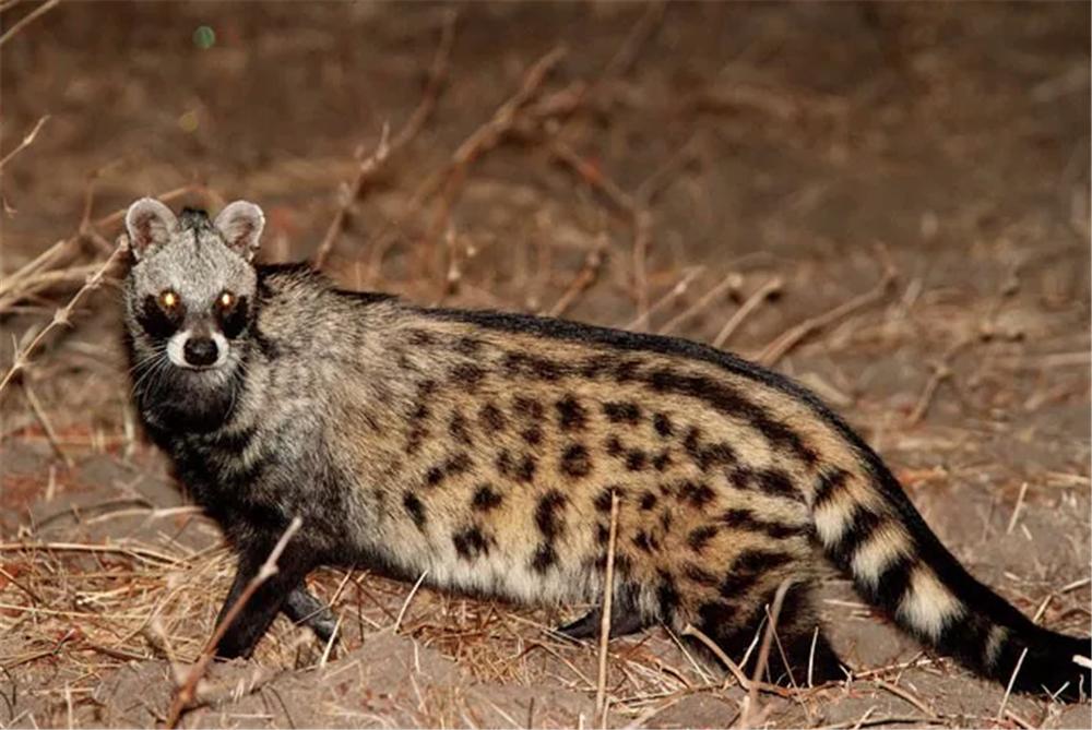 香水原料有粪便,香水是不是用动物粪便做成的