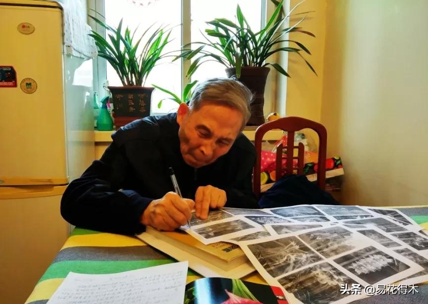 十大野生名贵兰花虎头兰,名贵兰花常见品种介绍图片