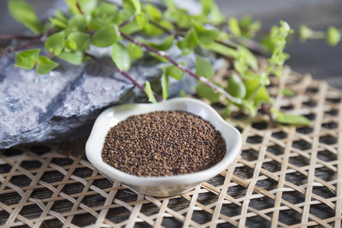 补肾精鹿茸和啥搭配最好,鹿茸和什么泡酒最补肾补精