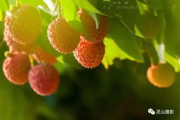 2020年灵山荔枝采摘地点,广西灵山荔枝现摘现吃