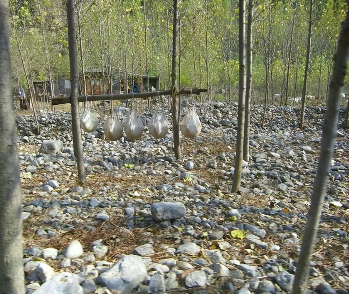 正宗的红薯粉条一般要多少钱一斤,真正的红薯粉条大概在多少钱一斤