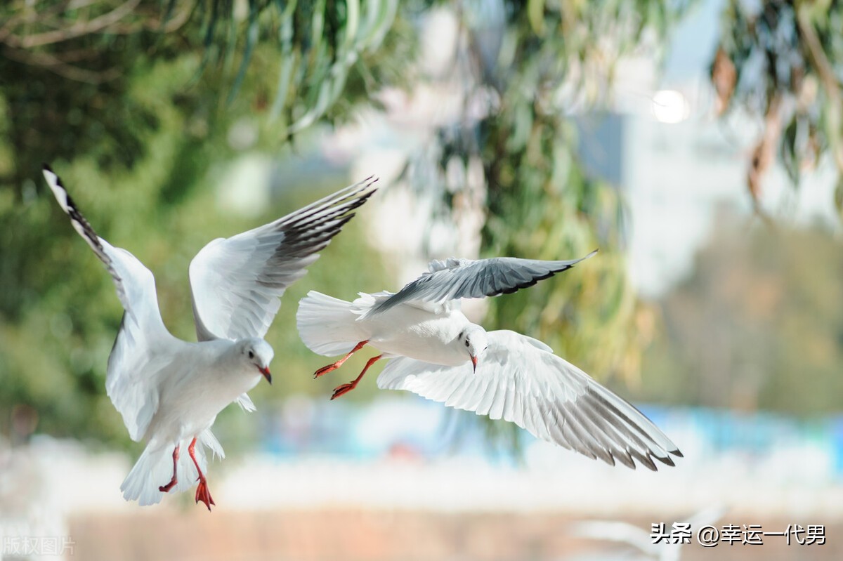 清明广州下暴雨,广州清明没下雨