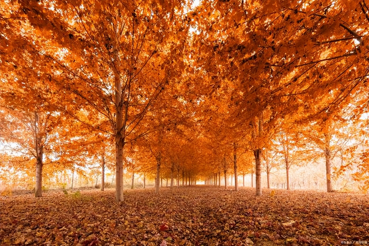 习作六《我学会了____》会写吗？掌握写作提纲，作文轻松得满分