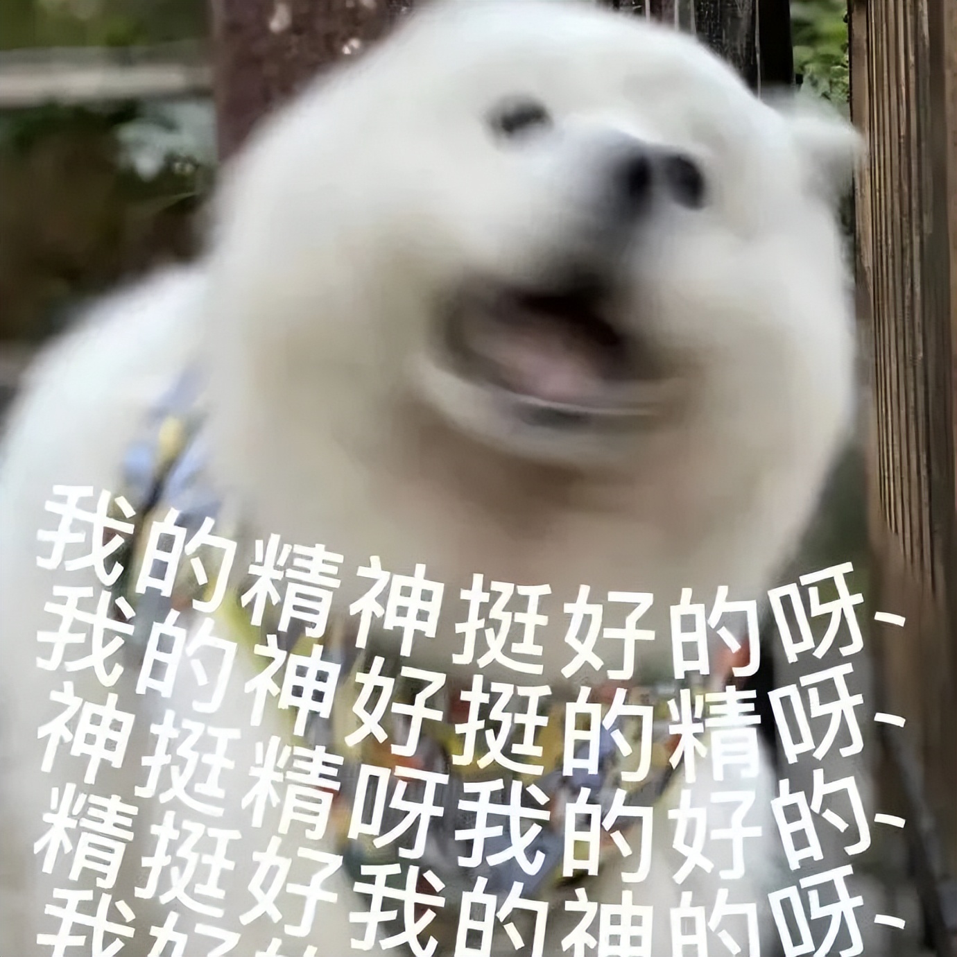 谁懂啊！回南天的养狗人家，惨过住鸡圈！pang臭！