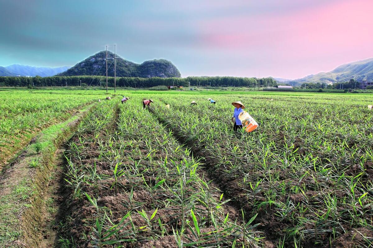 姜是怎么种的姜的种植方法详解,北方种姜与南方种姜
