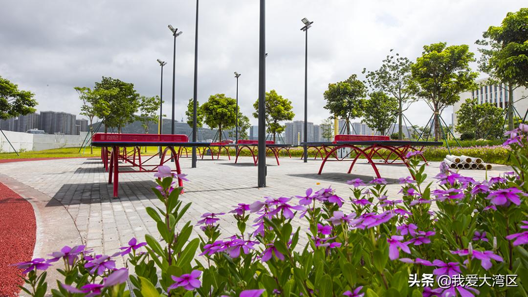 珠海春游赏花,珠海周边踏青景点