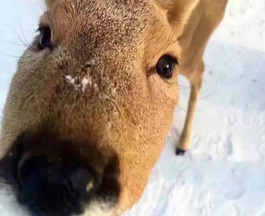 吉林男子野外捡鹿,吉林男子捡到小鹿