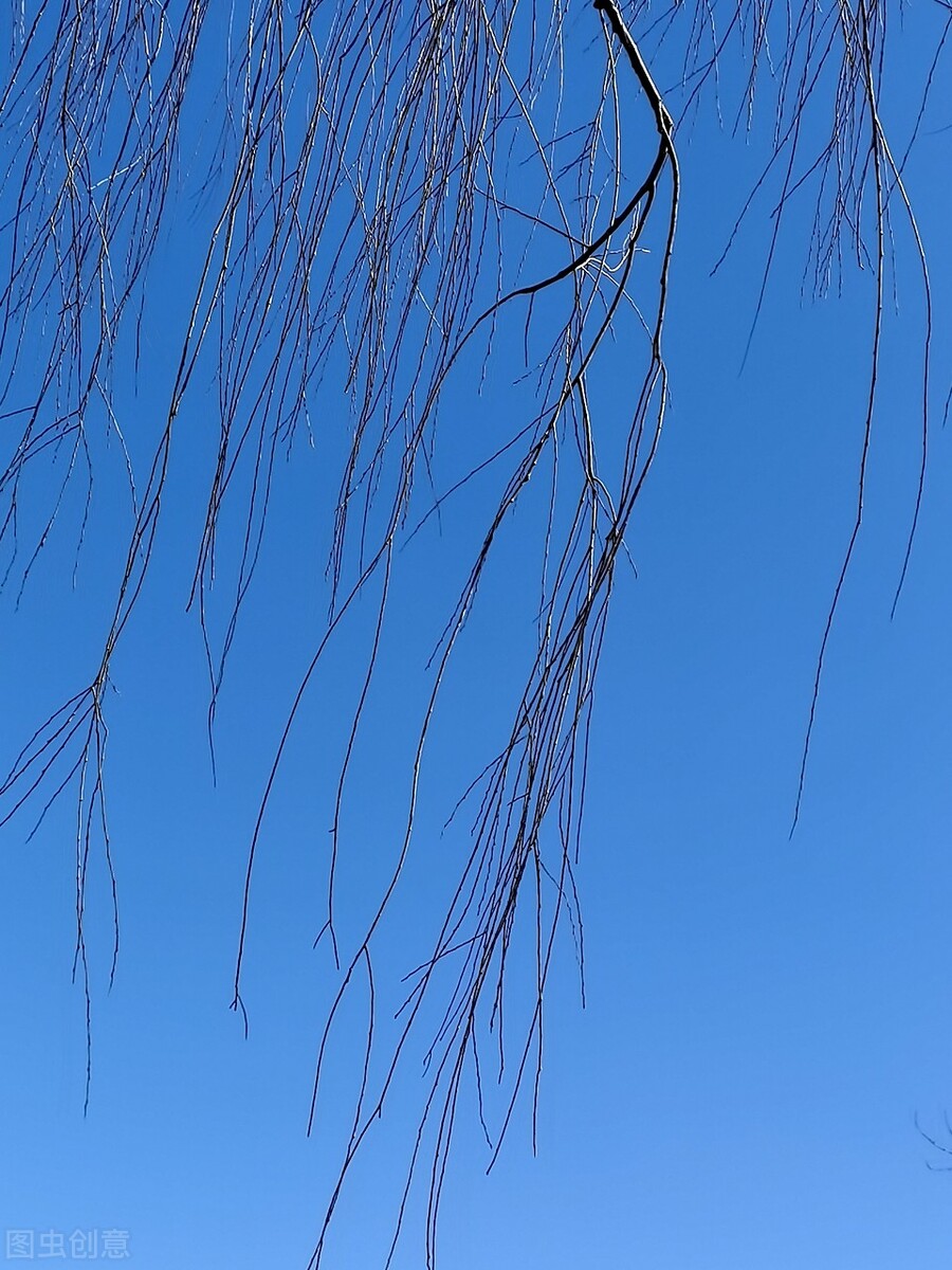 风吹杨柳万千条选段,风吹杨柳万千条指什么生肖