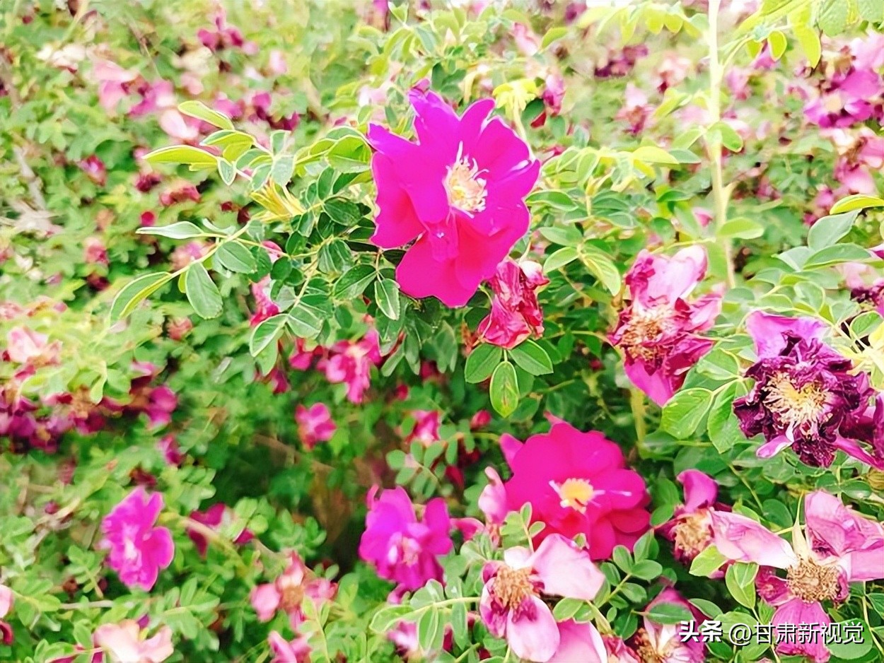 秦川镇尹家庄村：待到玫瑰花开时邀您来做玫瑰酱