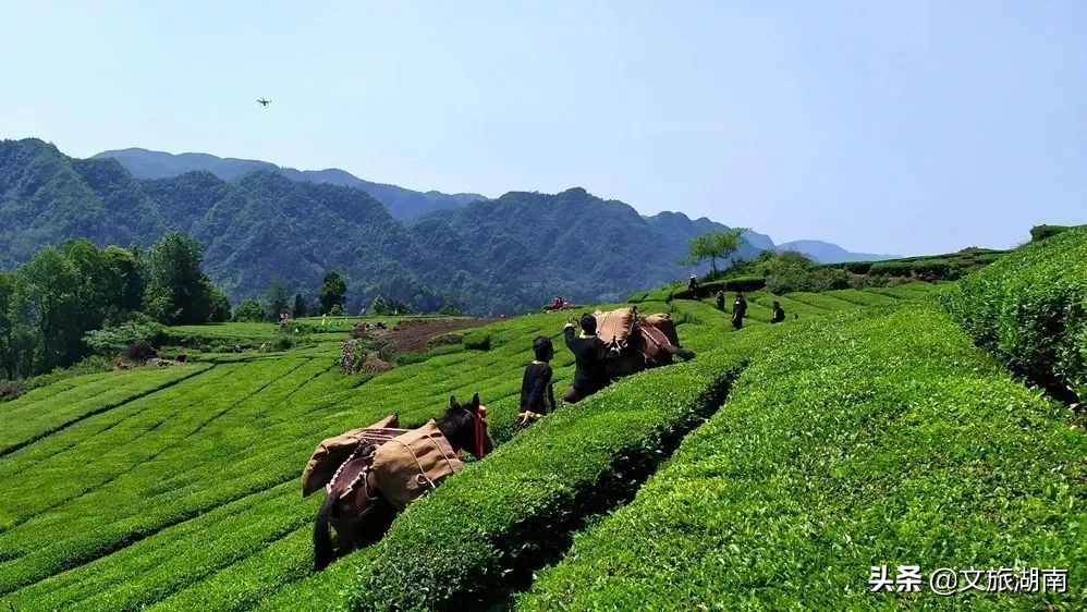 千里迢迢来到了湖南最美茶园,湖南最美茶园