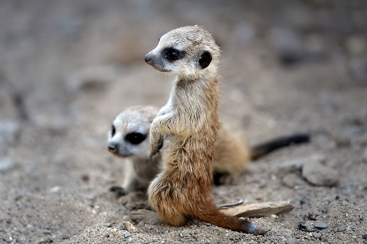 充满想象力的动物图片100张,卡通动物图片大全可爱