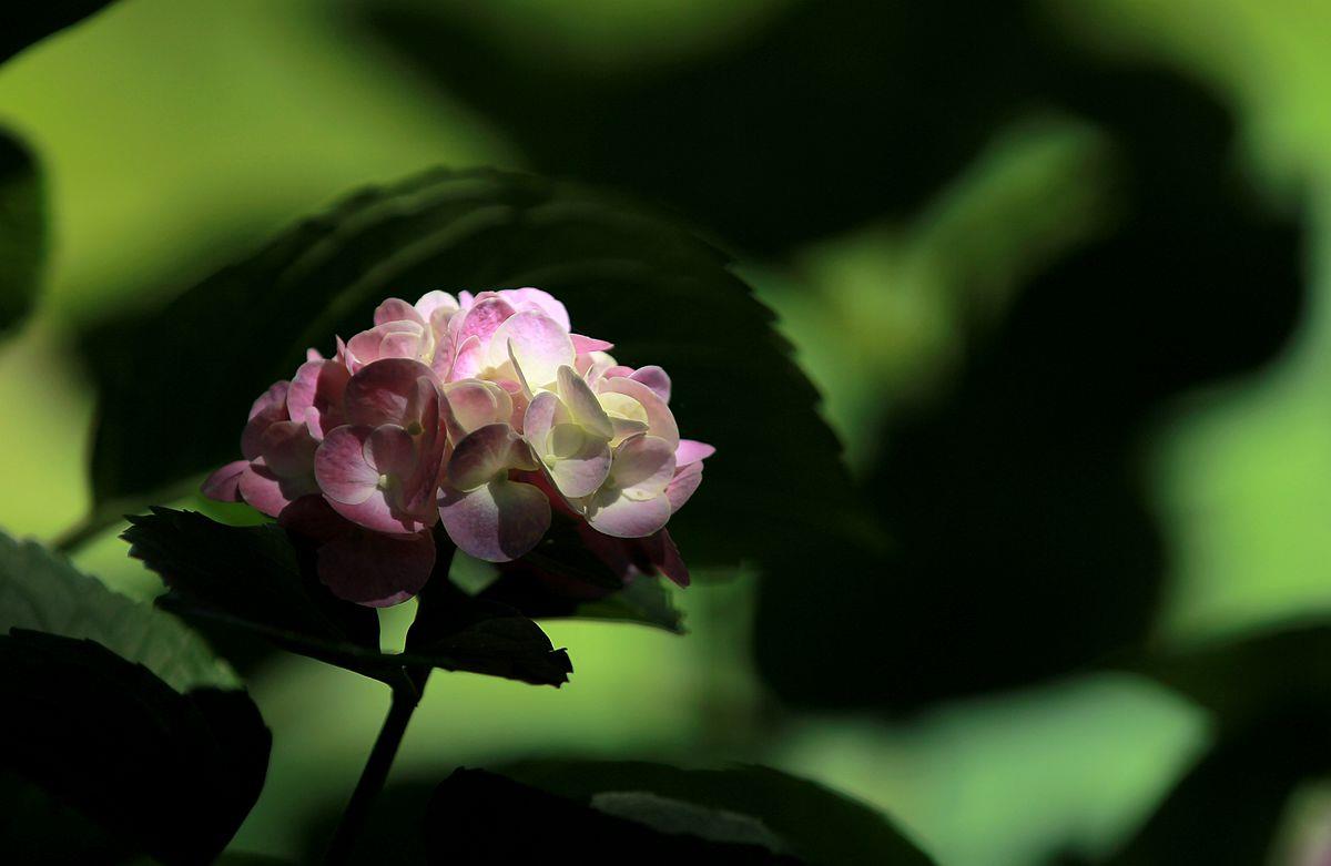 拍摄技巧如何拍摄好看的花卉照片,拍摄花卉技巧大全图片