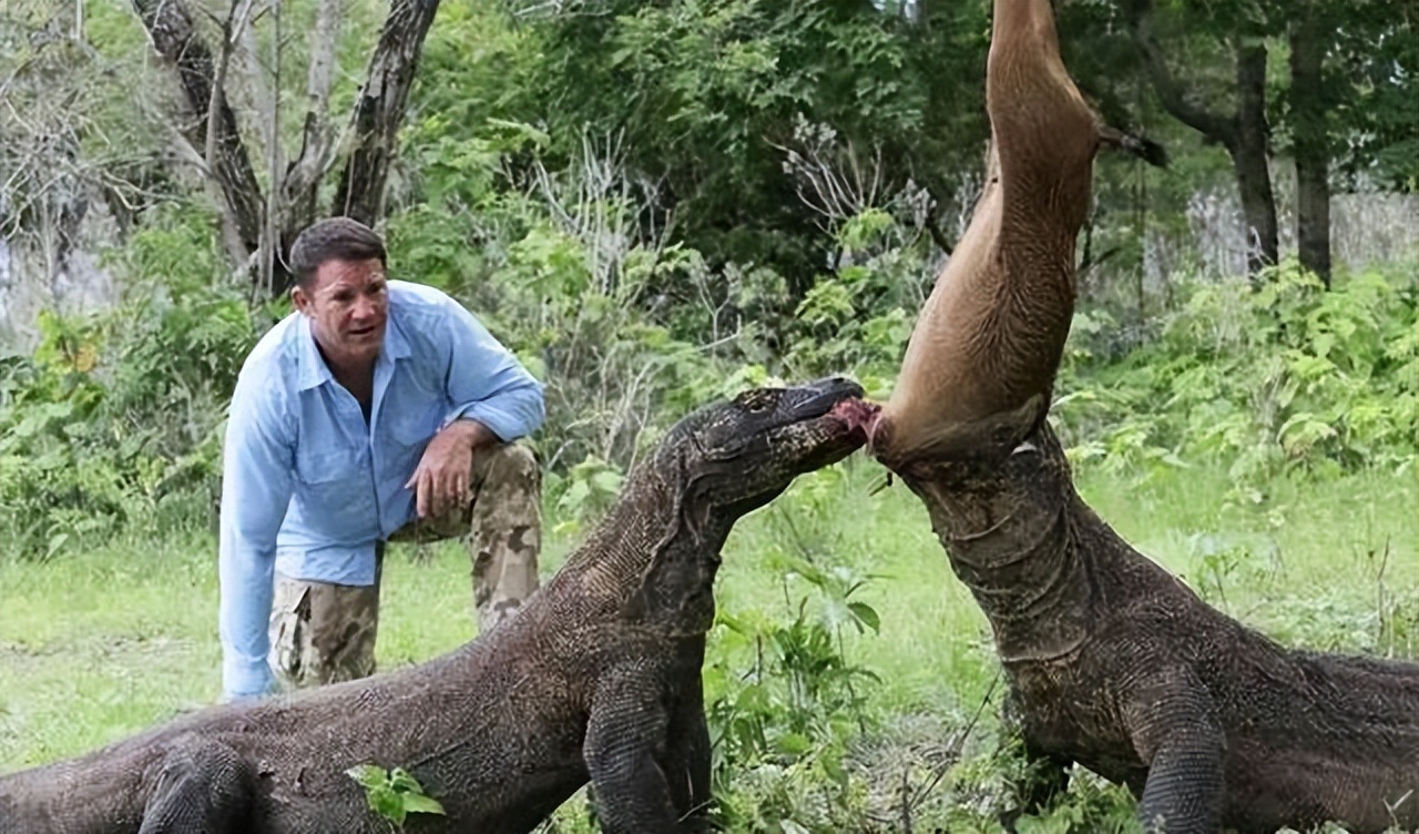 科莫多巨蜥会主动攻击人吗,科莫多巨蜥不袭击人