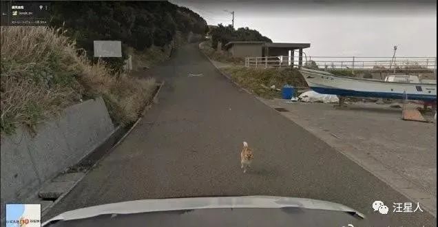 谷歌地图的狗狗,谷歌地图六条腿的狗