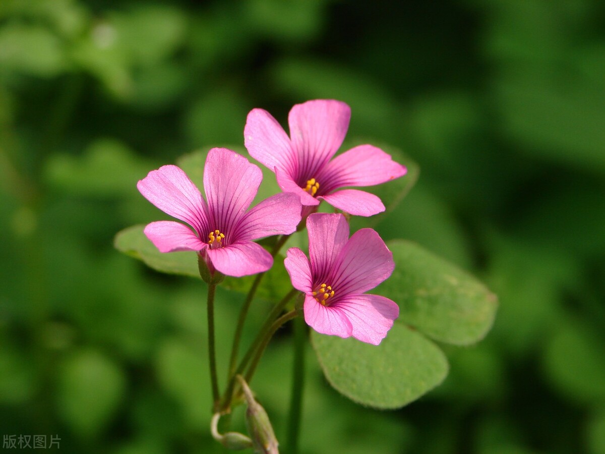 童年的水晶小萝卜长什么样,儿时零食甜甜的像萝卜干