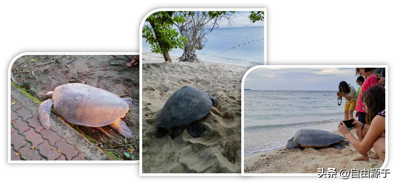 马来西亚沙巴热带雨林,沙巴亚庇雨林