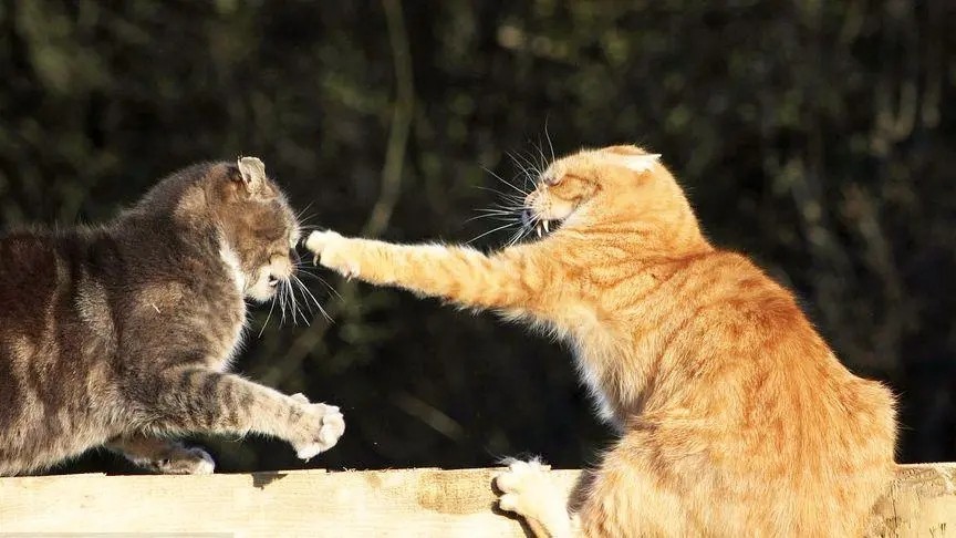 为何母猫在交配后，要转头攻击雄性？老虎舌头的倒刺又有什么用？