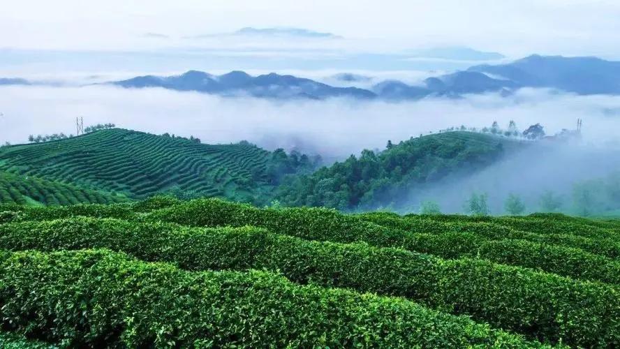 福建安溪铁观音茶叶兰花香,新茶安溪铁观音茶叶高山乌龙茶