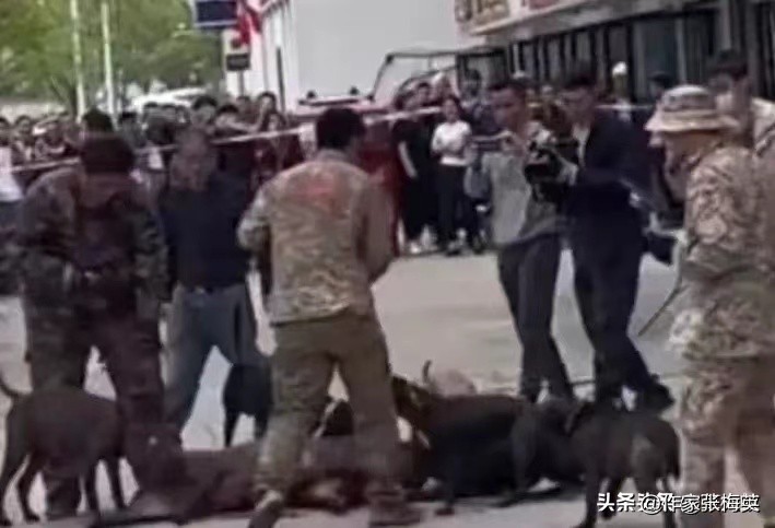 野猪闯入南昌街头彩票店完整版,野猪跑进彩票店南昌