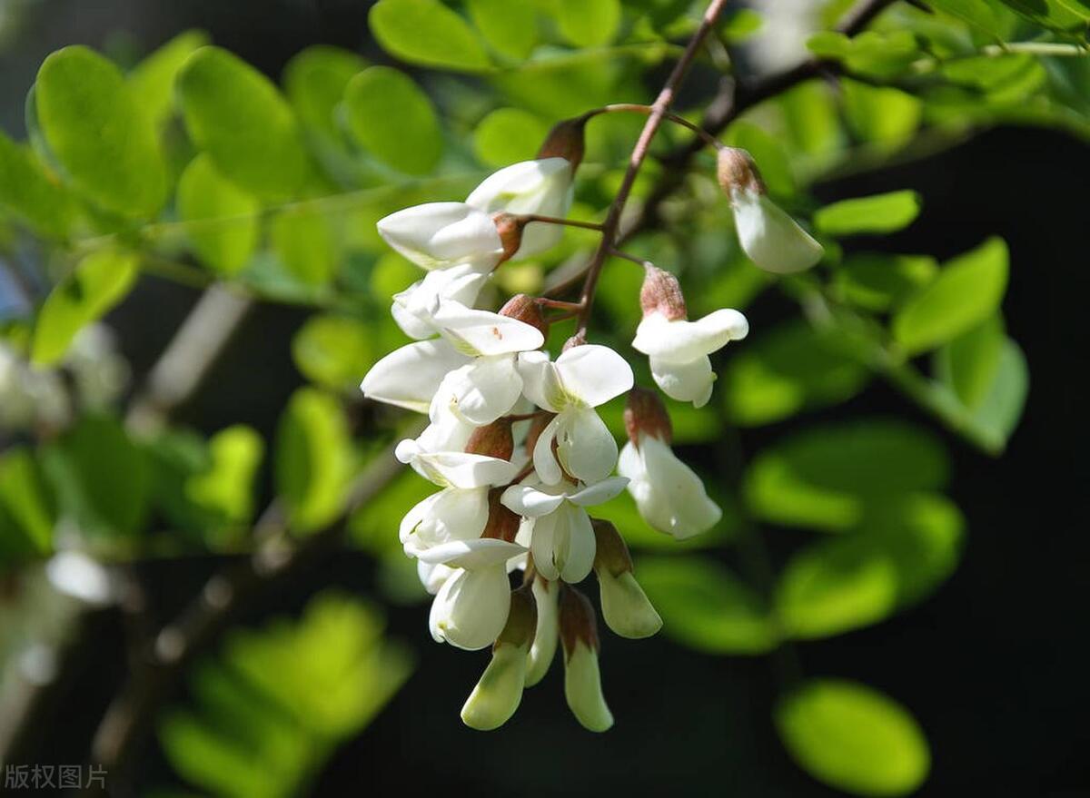 痔疮用中药能治除根吗,痔疮外用中药熏洗秘方