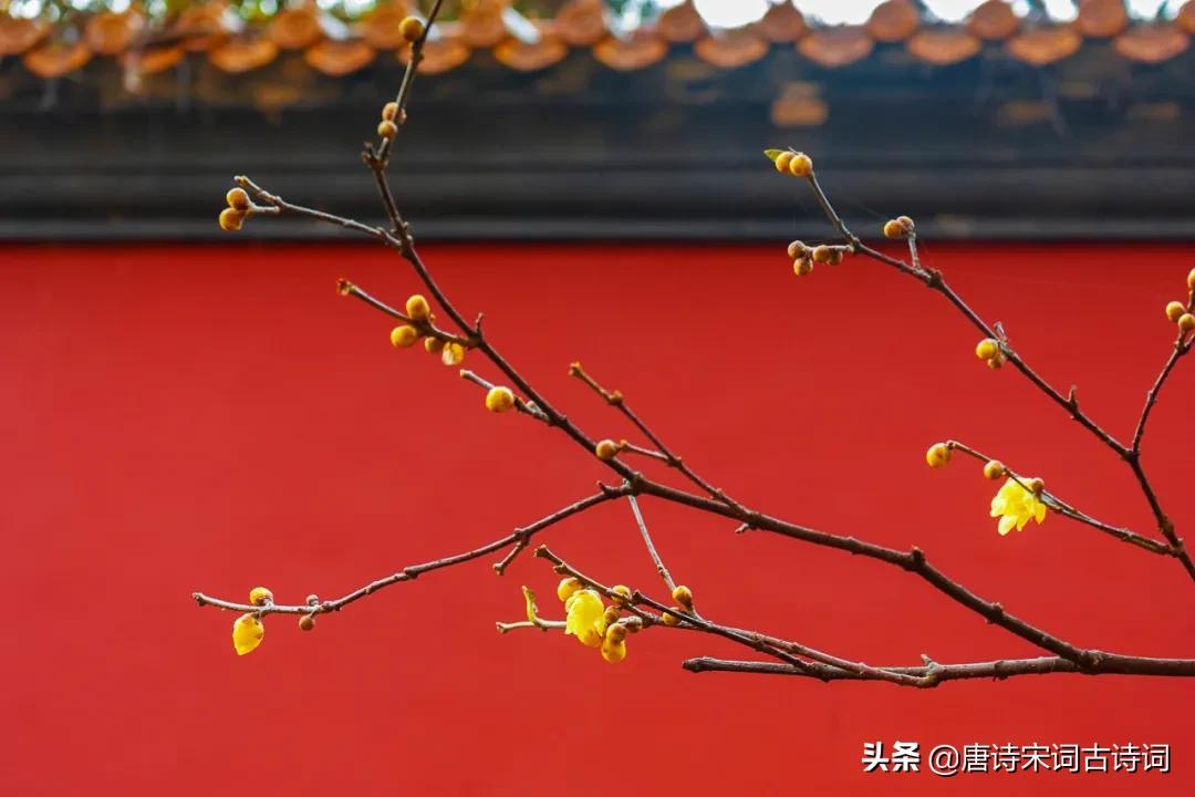 碧玉黄金分外香图片,枝横碧玉天然瘦解释