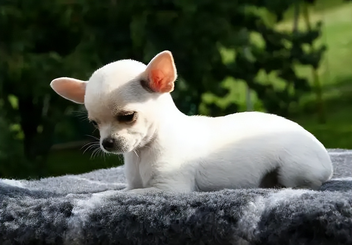 吉娃娃狗狗适合小朋友养吗,养狗狗吉娃娃犬的注意事项