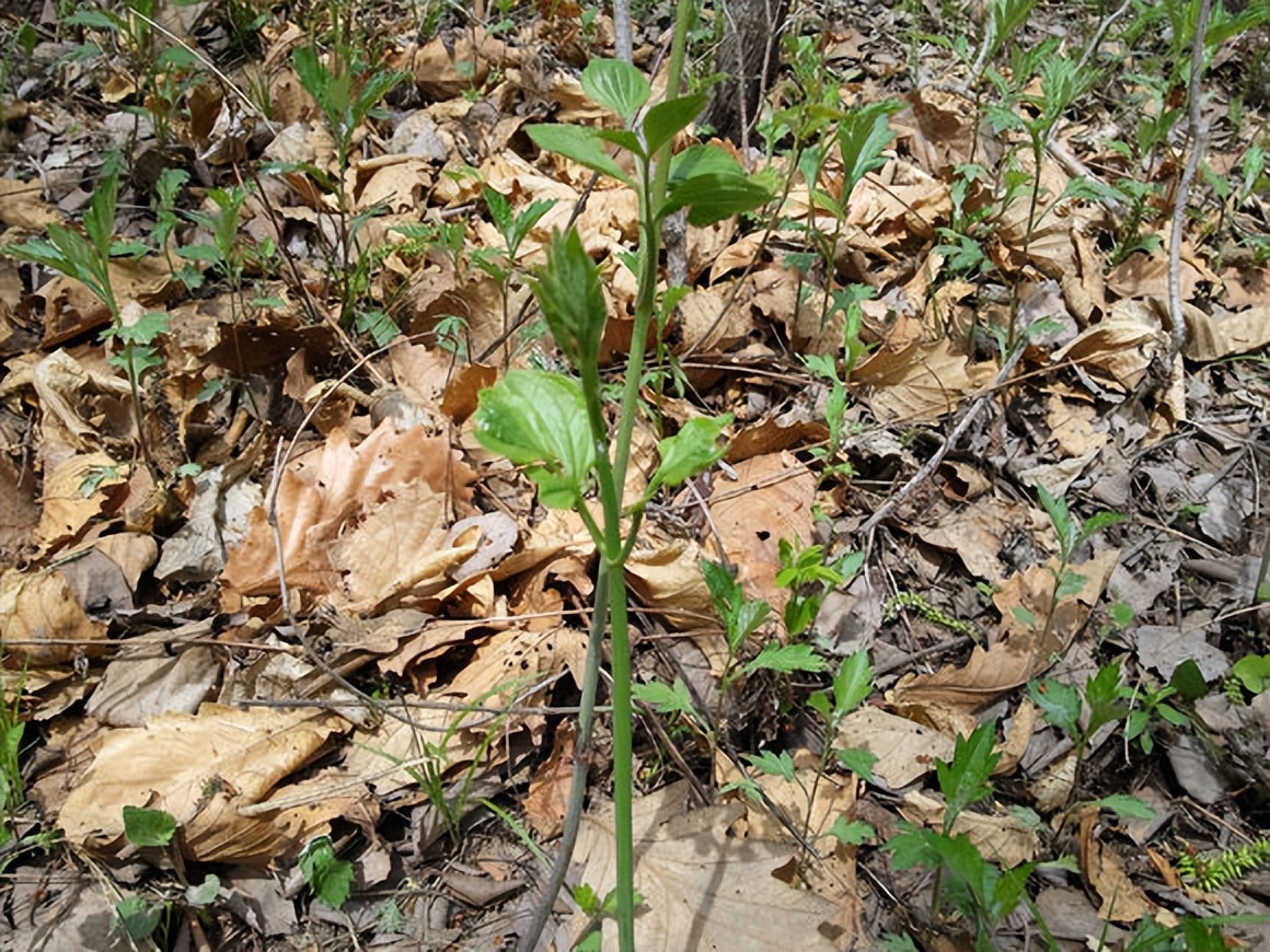 春天看图挖野菜，送你40种野菜大图鉴，让你轻松辨别各种野菜