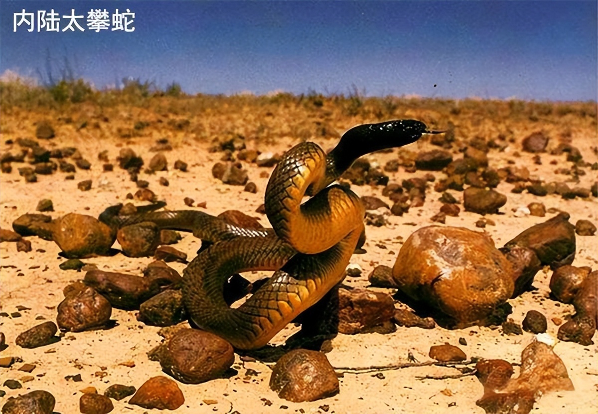 世界最毒的蛇十大毒蛇,中国境内最毒的蛇