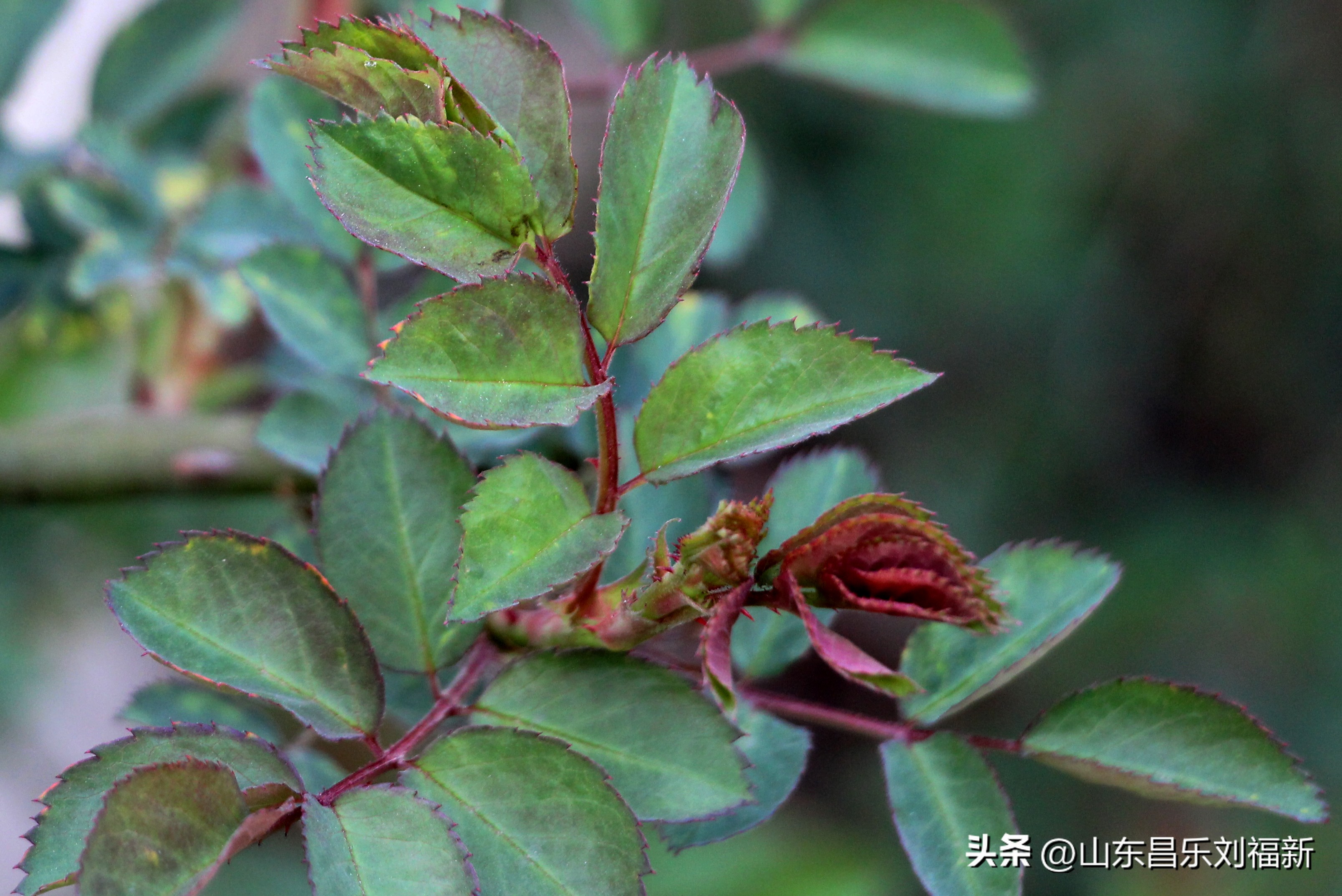 2023年3月中旬散拍·一点儿感受