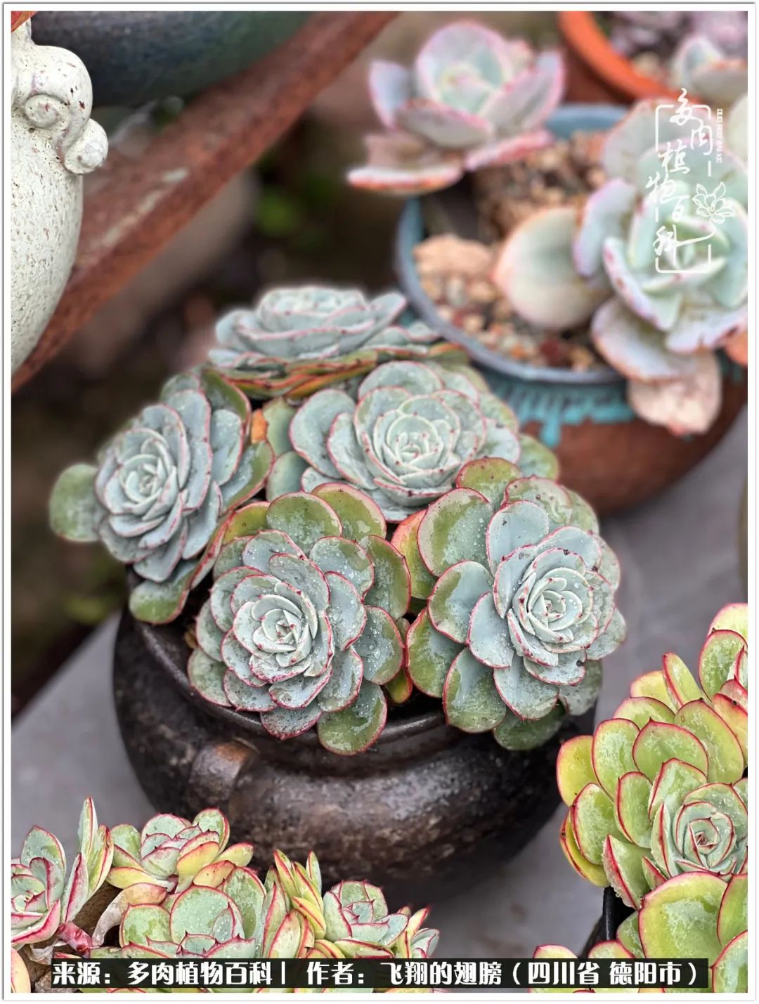 红颜色的多肉都有哪些最好养活,皮实好养的多肉汇总